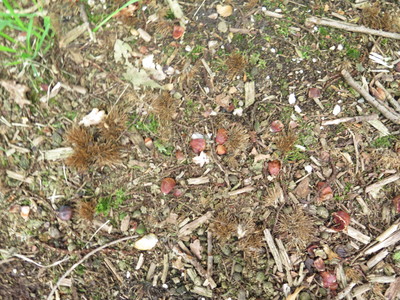  picture  Tamme_kastanje |Castanea_sativa