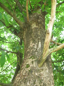  picture  Tamme_kastanje |Castanea_sativa