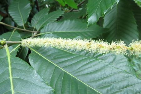  picture  Tamme_kastanje |Castanea_sativa