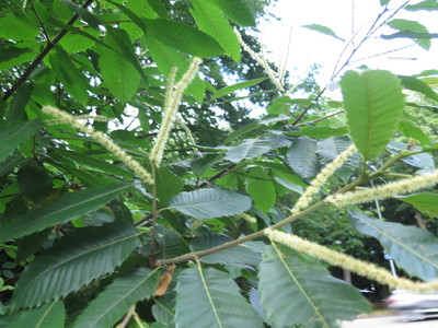  picture  Tamme_kastanje |Castanea_sativa