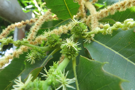  picture  Tamme_kastanje |Castanea_sativa