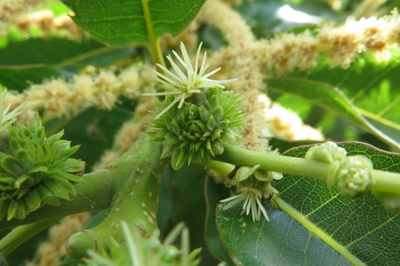 picture  Tamme_kastanje |Castanea_sativa