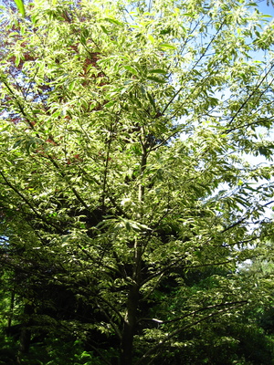  picture  Tamme_kastanje |Castanea_sativa