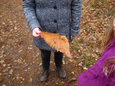  picture  Tamme_kastanje |Castanea_sativa