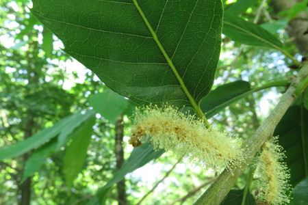  picture  Tamme_kastanje |Castanea_sativa