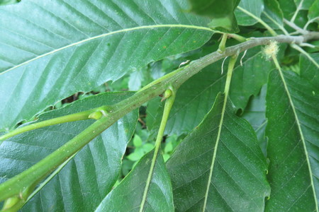  picture  Tamme_kastanje |Castanea_sativa