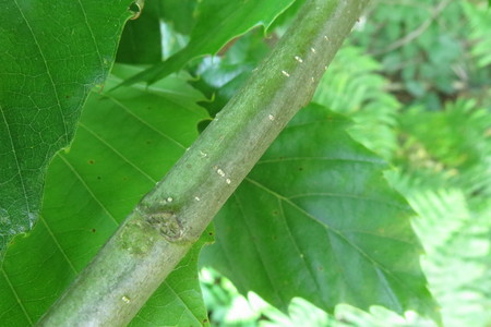  picture  Tamme_kastanje |Castanea_sativa