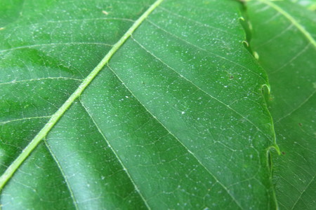  picture  Tamme_kastanje |Castanea_sativa