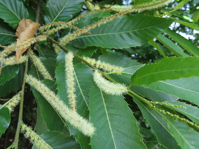  picture  Tamme_kastanje |Castanea_sativa