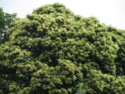  picture  Tamme_kastanje |Castanea_sativa