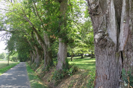  picture  Tamme_kastanje |Castanea_sativa