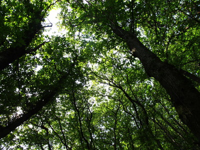  picture  Tamme_kastanje |Castanea_sativa