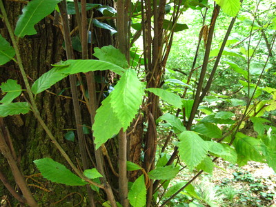  picture  Tamme_kastanje |Castanea_sativa