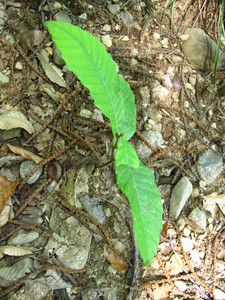  picture  Tamme_kastanje |Castanea_sativa