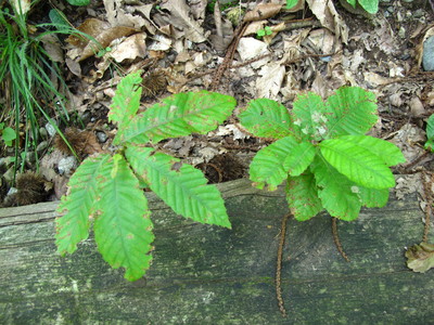  picture  Tamme_kastanje |Castanea_sativa