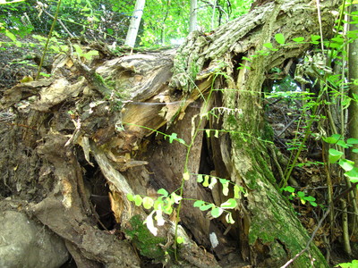  picture  Tamme_kastanje |Castanea_sativa