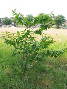  picture  Tamme_kastanje |Castanea_sativa