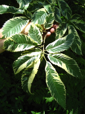  picture  Tamme_kastanje |Castanea_sativa