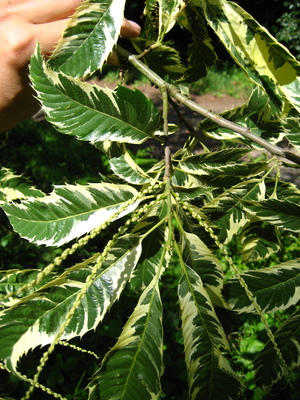  picture  Tamme_kastanje |Castanea_sativa