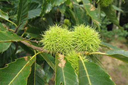  picture  Tamme_kastanje |Castanea_sativa