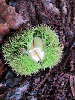  picture  Tamme_kastanje |Castanea_sativa