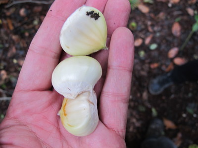  picture  Tamme_kastanje |Castanea_sativa