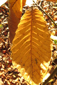  picture  Tamme_kastanje |Castanea_sativa