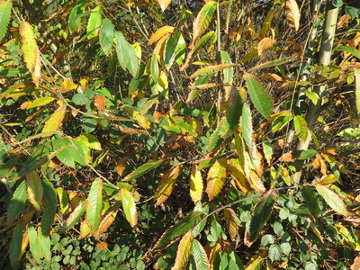  picture  Tamme_kastanje |Castanea_sativa