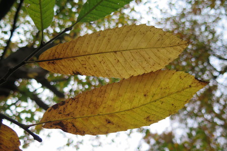  picture  Tamme_kastanje |Castanea_sativa