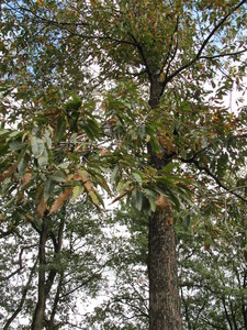  picture  Tamme_kastanje |Castanea_sativa