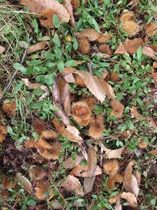  picture  Tamme_kastanje |Castanea_sativa