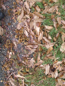  picture  Tamme_kastanje |Castanea_sativa