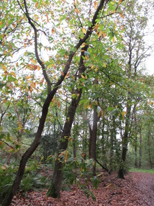  picture  Tamme_kastanje |Castanea_sativa