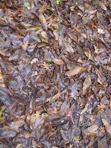  picture  Tamme_kastanje |Castanea_sativa