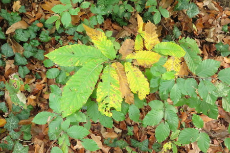  picture  Tamme_kastanje |Castanea_sativa