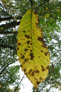  picture  Tamme_kastanje |Castanea_sativa