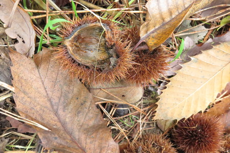  picture  Tamme_kastanje |Castanea_sativa