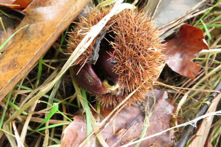  picture  Tamme_kastanje |Castanea_sativa
