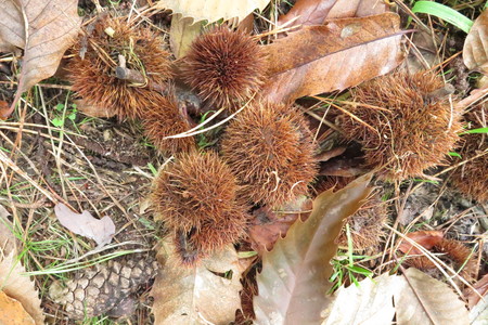  picture  Tamme_kastanje |Castanea_sativa