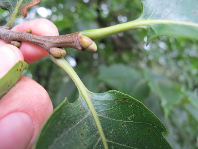  picture  Tamme_kastanje |Castanea_sativa