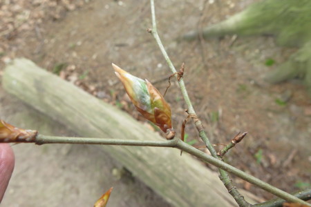  picture  Tamme_kastanje |Castanea_sativa