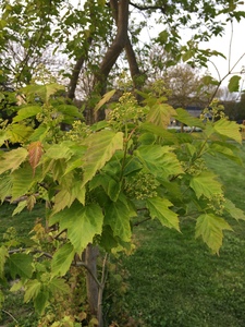  picture  Tartaarse_esdoorn |Acer_tataricum