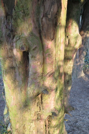  picture  Taxus |Taxus_baccata