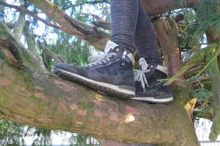  picture  Taxus |Taxus_baccata