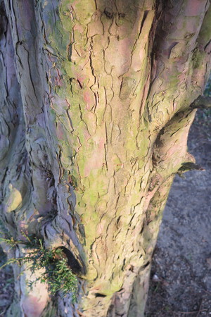  picture  Taxus |Taxus_baccata