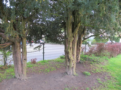  picture  Taxus |Taxus_baccata