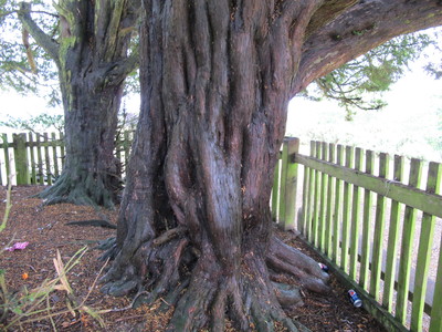  picture  Taxus |Taxus_baccata