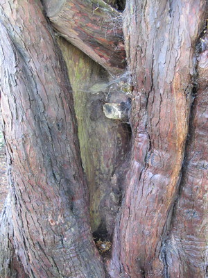  picture  Taxus |Taxus_baccata