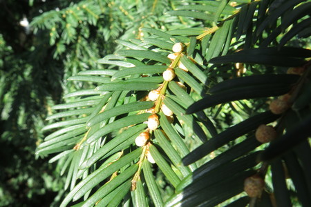  picture  Taxus |Taxus_baccata