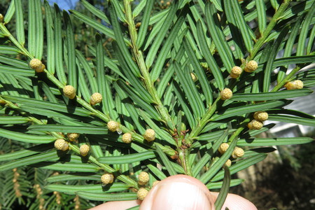  picture  Taxus |Taxus_baccata